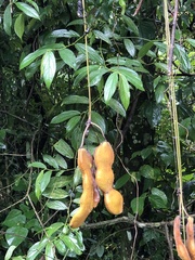 Mucuna