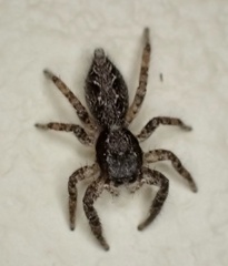 Platycryptus californicus