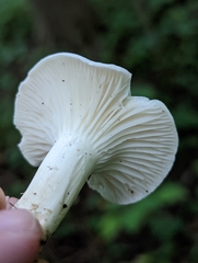 Cuphophyllus angustifolius