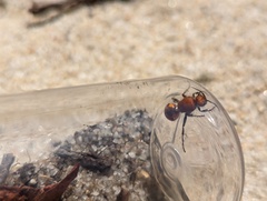 Dasymutilla bioculata