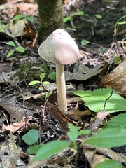 Amanita vaginata