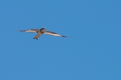 Chordeiles rupestris