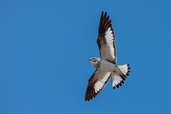 Chordeiles rupestris