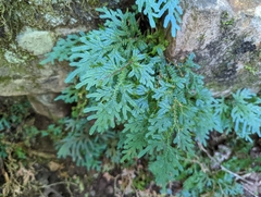 Selaginella uncinata
