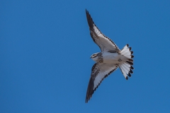 Chordeiles rupestris