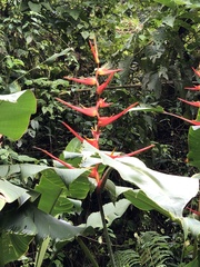 Heliconia latispatha image