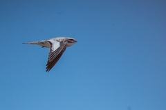 Chordeiles rupestris