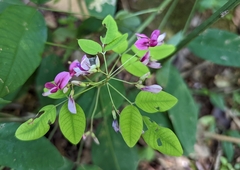 Lespedeza bicolor