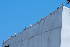 Chordeiles rupestris