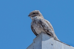 Chordeiles rupestris