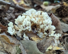 Sebacina schweinitzii