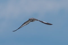 Chordeiles rupestris