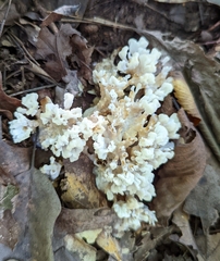 Sebacina schweinitzii