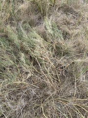 Astragalus pectinatus