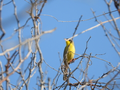Geothlypis poliocephala