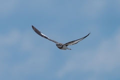 Chordeiles rupestris