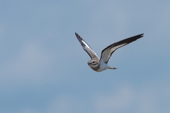 Chordeiles rupestris