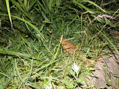 Rhinella horribilis