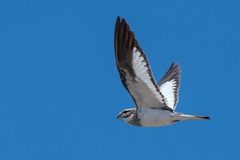 Chordeiles rupestris