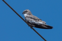 Chordeiles rupestris