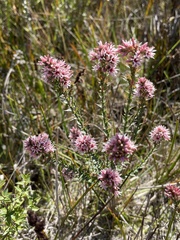 Sprengelia incarnata