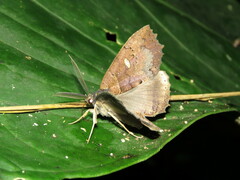 Prionoptera serra