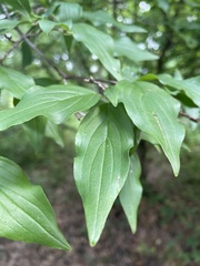 Cornus mas