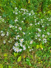 Symphyotrichum drummondii