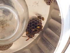 Mischocyttarus flavitarsis