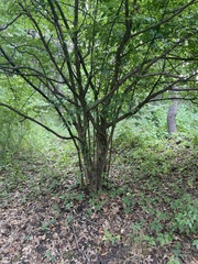 Cornus mas