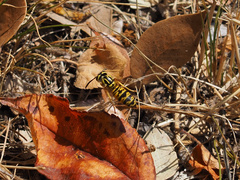 Vespula sulphurea