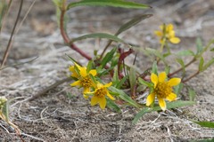 Bidens