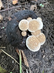 Asterophora lycoperdoides