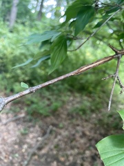 Cornus mas