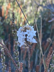 Epacris