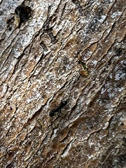 Ochetellus glaber