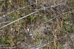 Centaurium pulchellum