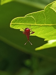 Attelabidae