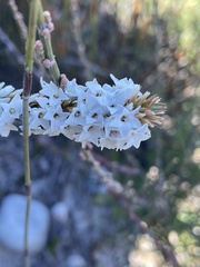 Epacris