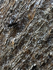 Ochetellus glaber