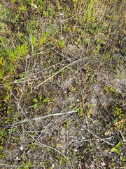 Centaurium pulchellum