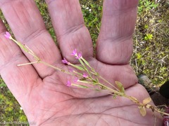 Centaurium pulchellum