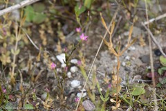 Centaurium pulchellum