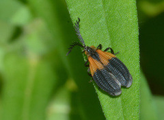 Caenia dimidiata