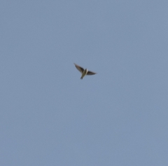 Tachycineta thalassina