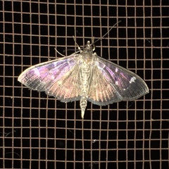 Pramadea ovialis