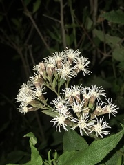 Aristeguietia salvia