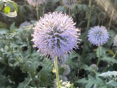 Echinops