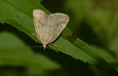 Protodeltote albidula