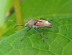 Largus maculatus